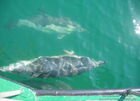 Поездка на остров в сопровождении дельфинов