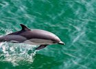 Поездка на остров Джарылгач в сопровождении дельфинов
