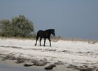 жители острова Джарылгач